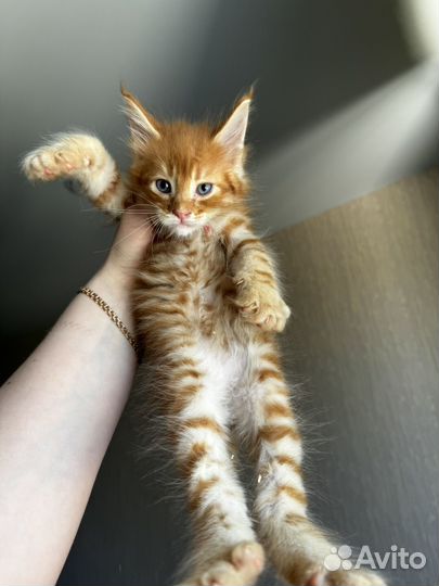Котята мейн-кун