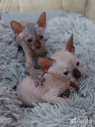 Канадский сфинкс