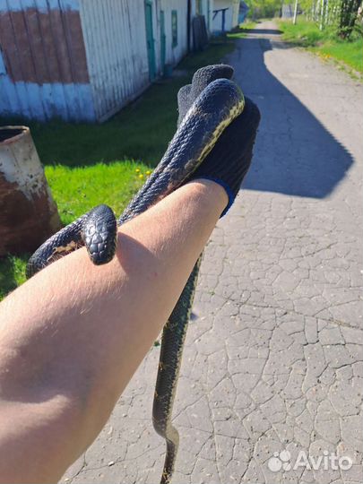 Рептилии змеи