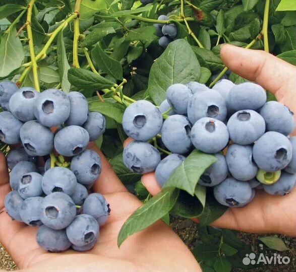 Саженцы голубики