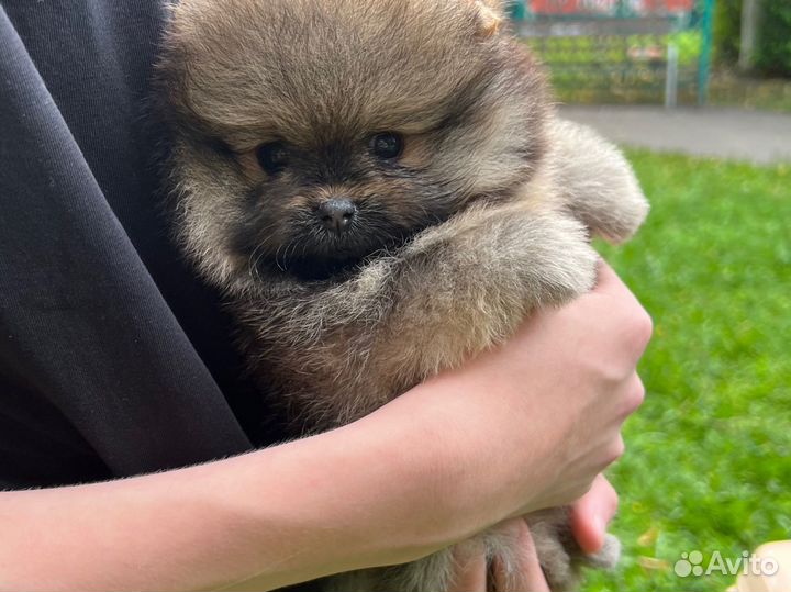 Померанский шпиц