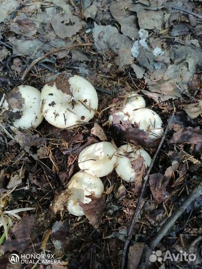 Грибы грузди соленые