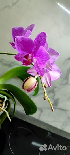 Орхидея фаленопсис обмен