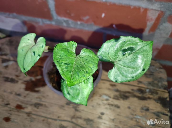 Сингониумы Серый призрак, клубничный лед и другие