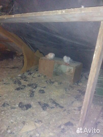 Голуби бойные с лётом с боем