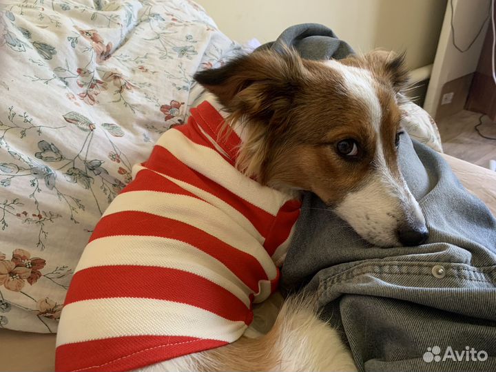 Ищем жениха для вязки