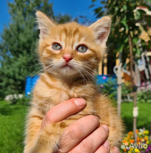 Золотые мальчишечки в самые добрые ручки