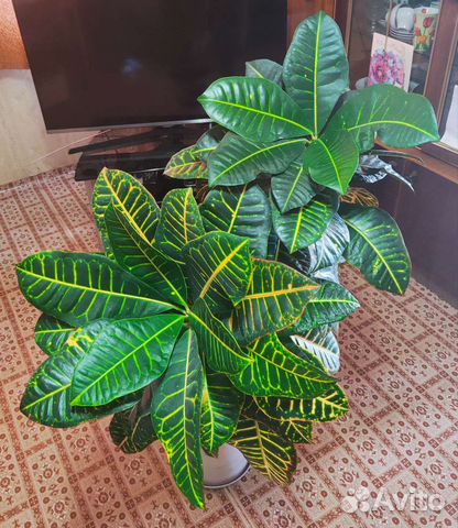 Кодиеум кротон, есть разные + малыши