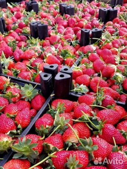Клубника Азербайджанская