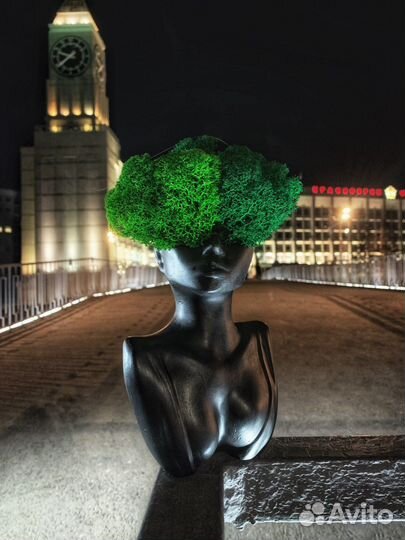 Стабилизирлванный мох кашпо baby