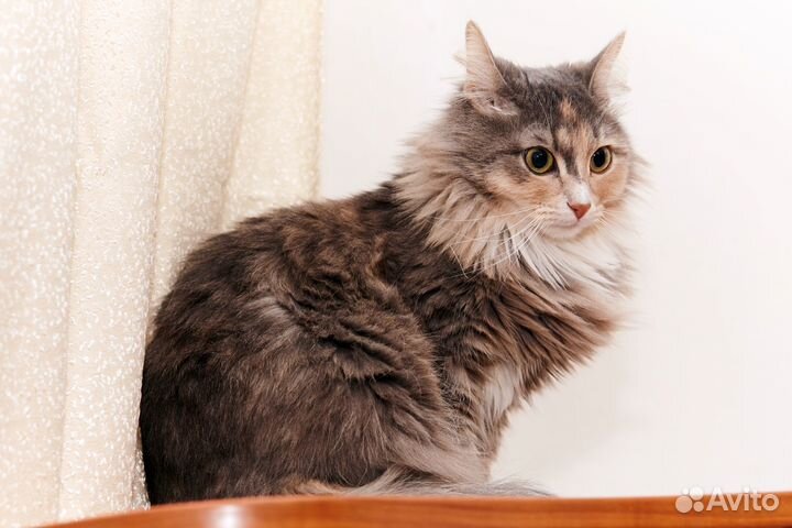 Кошечка 2 года