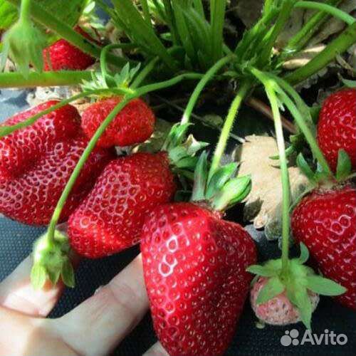 Эко клубника Елизавета 2, Маригет