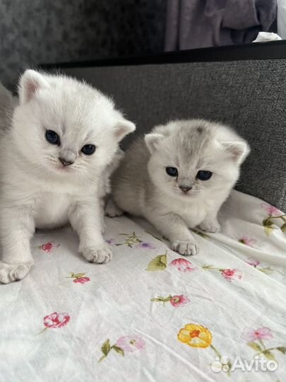 Котята породистые