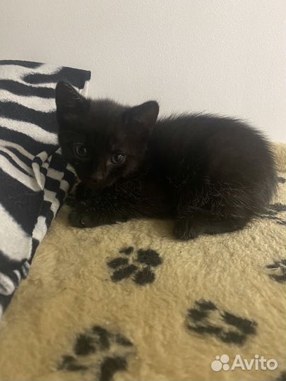 Кошка в дар