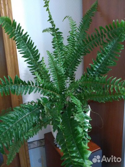 Папоротник,толстянка,сингониум