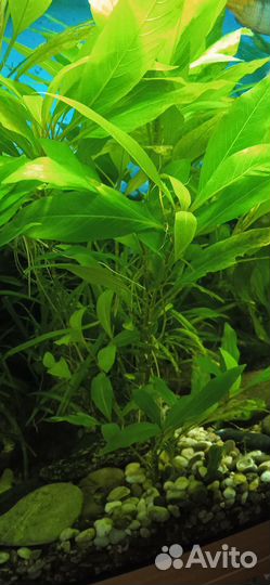 Аквариумные растения
