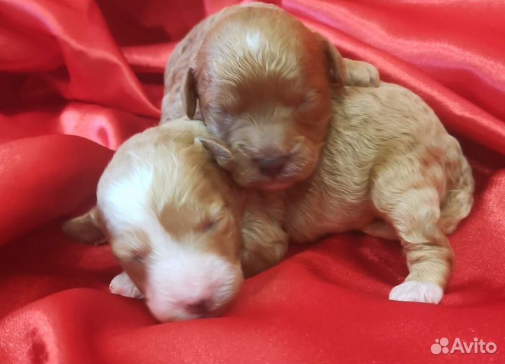 Щенок пудель