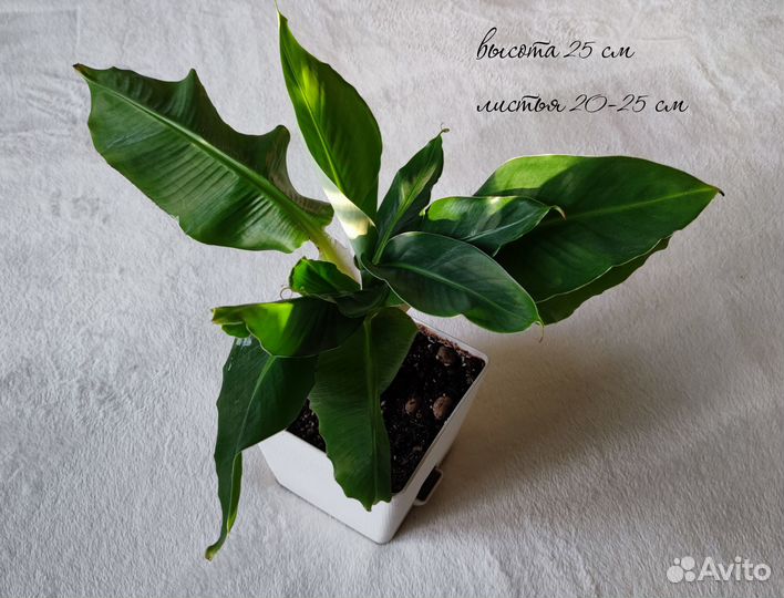 Банан Муса Musa тропикана