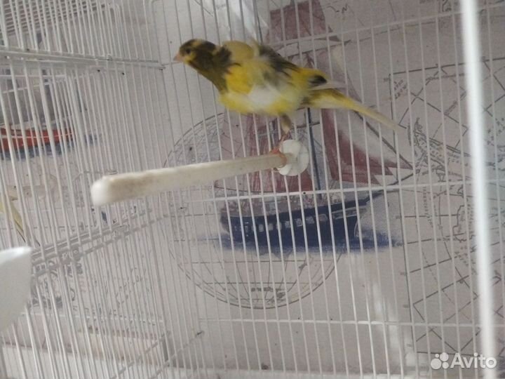 Кенара и канарейки