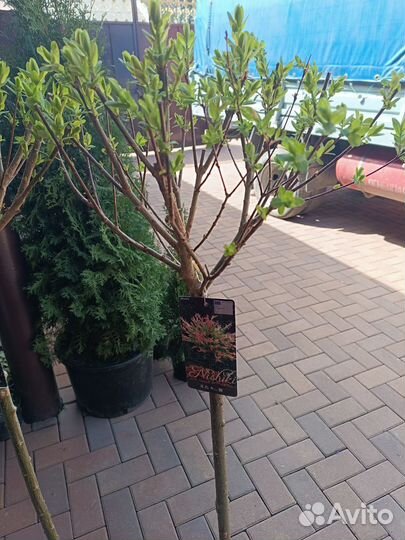 Растения цветы для сада