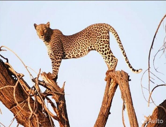 Картины алмазная мозаика 40*50