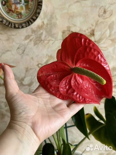 Антариум или Мужское счастье