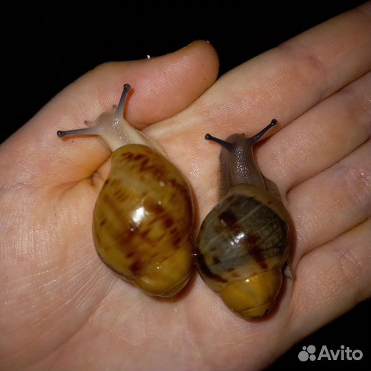 Улитки Ахатины, Архахатины + товары для них