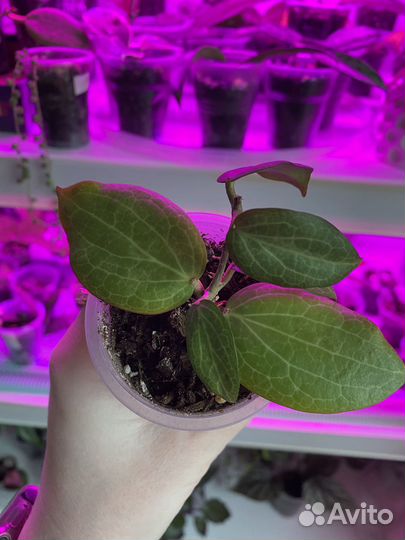 Хойи укорененные