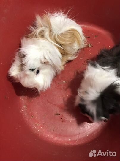 Морская свинка: маленькие и средние