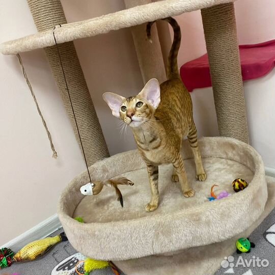 Зоогостиница для кошек