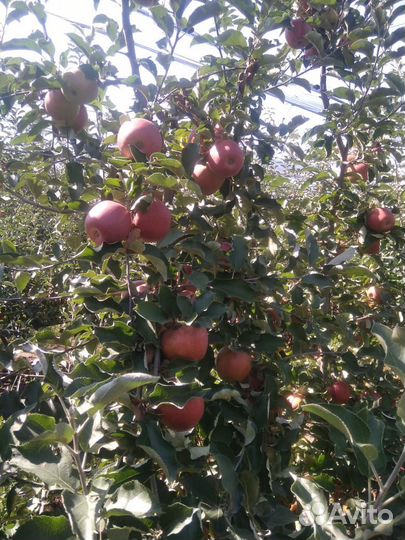 Яблоки джонапринц 100тонн