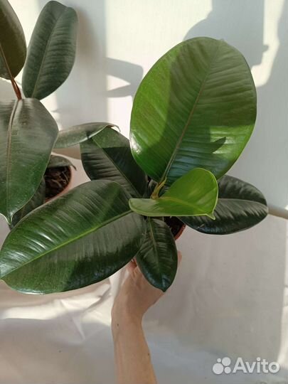 Фикусы разные