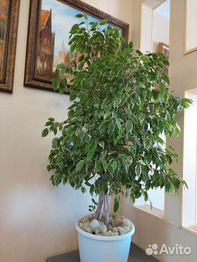 Фикус бенджамина
