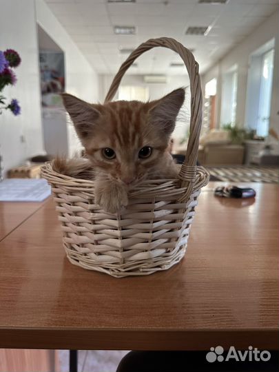 Кошка в дар