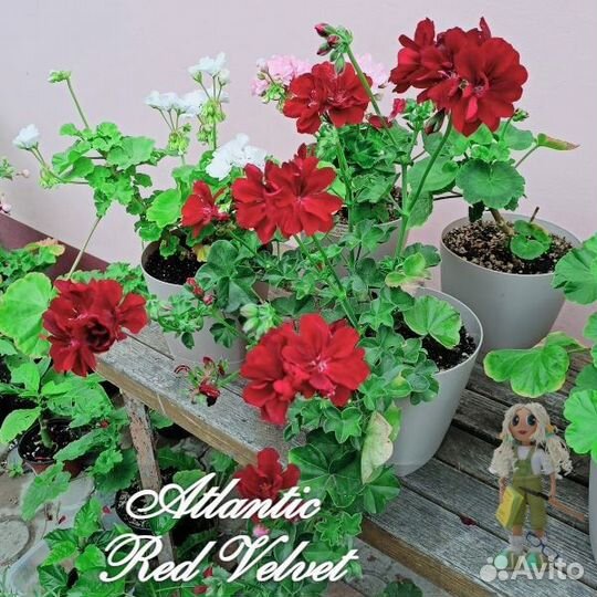 Пеларгония плющелистная, герань