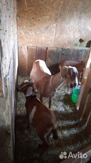 Нубийские козы