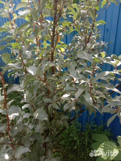 Лох серебристый