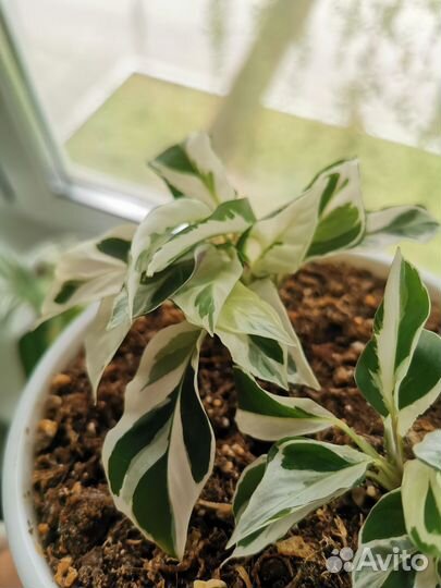 Калатея white fusion