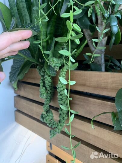 Хойи и дисхидии