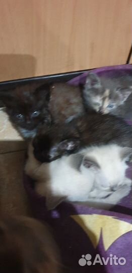 Отдам котенка в добрые руки