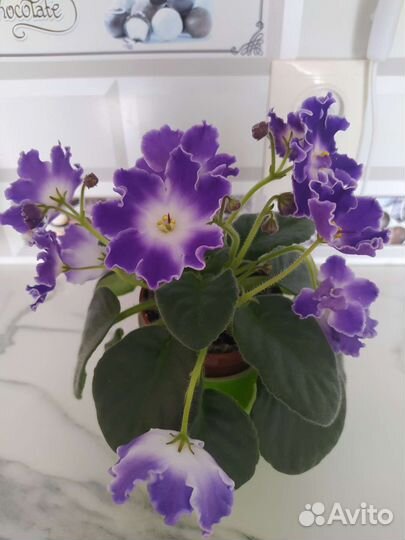 Сортовые фиалки