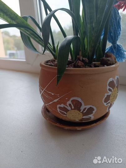 Сансевиерия или 