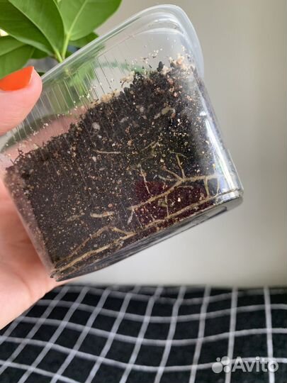 Фикус мокламе