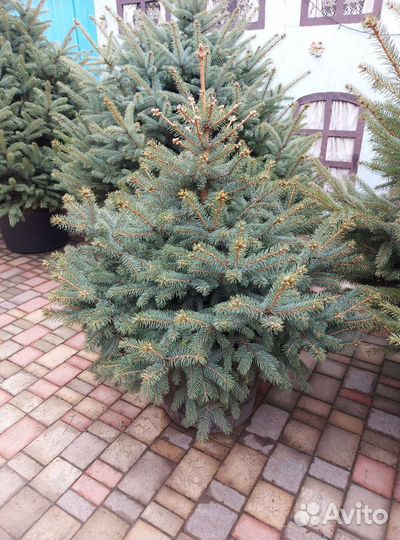 Ель 1.5м