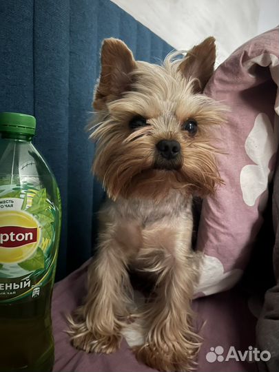 Йоркширский терьер вязка