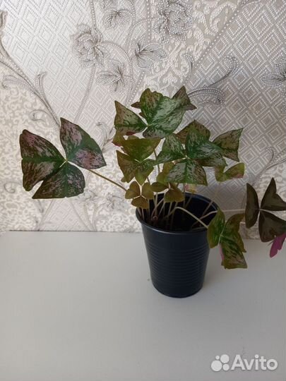 Кислица оксалис сортовой (Ириш Давн)