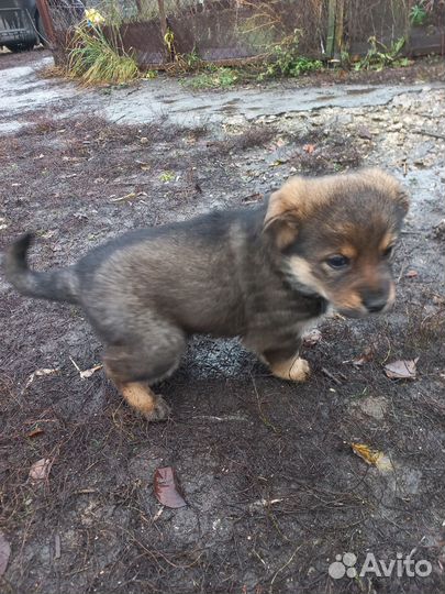 Щенки