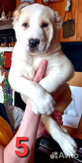 Щенки среднеазиатской овчарки