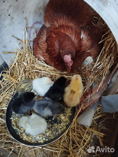 Домашние и инкубационные куриные яйца