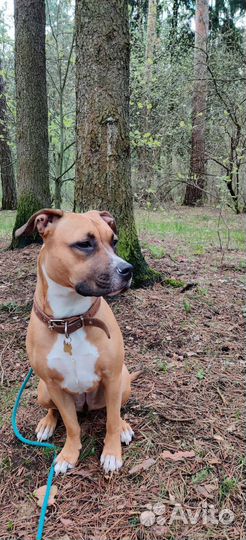 Щенки стафа